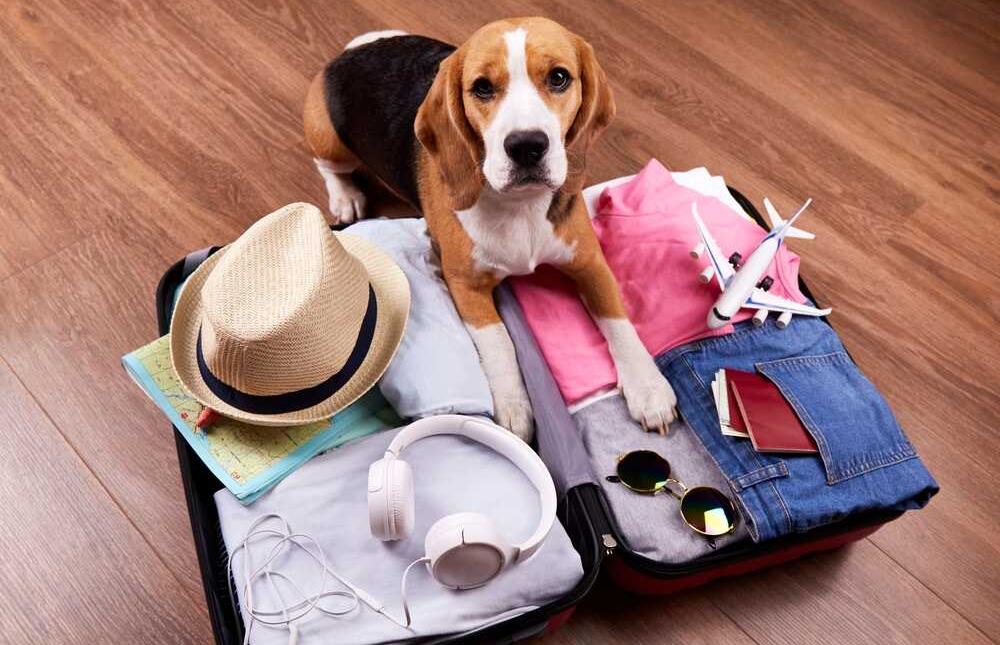 Quiero llevar a mi perro de vacaciones conmigo, pero necesito un hotel que no me ponga problemas por ello. ¿Cómo puedo enterarme de qué hoteles hay en la zona?